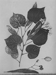 Tilia
